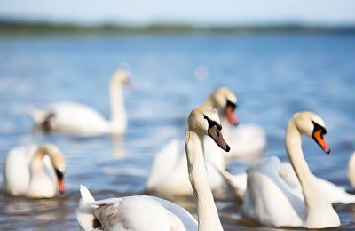 Санаторий Нарочь фото 7